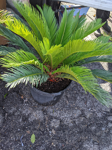 Drive-in Movie Theater «Starlight Drive-In Theatre and Flea Market», reviews and photos, 2000 Moreland Ave SE, Atlanta, GA 30316, USA