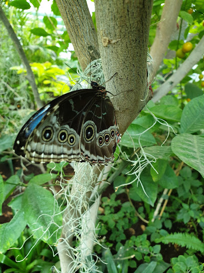 Pillangó ház / Butterfly House