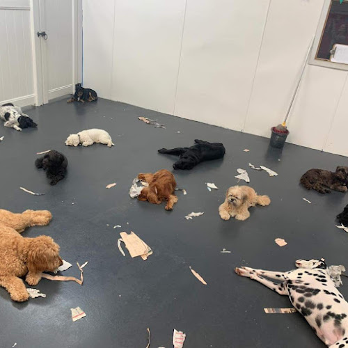 Comments and reviews of Auntie's Doggie Daycare, Grooming & Shop (Preston)