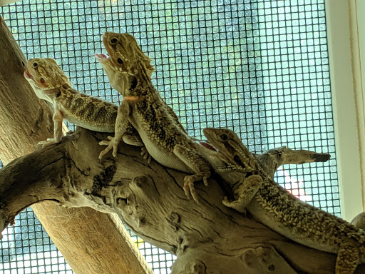 Pet Store «Zoo Creatures Pet Store», reviews and photos, 149 Plaistow Rd, Plaistow, NH 03865, USA