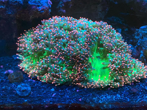 Pet Supply Store «Exotic Aquatic», reviews and photos, 275 E Oakland Park Blvd, Fort Lauderdale, FL 33334, USA