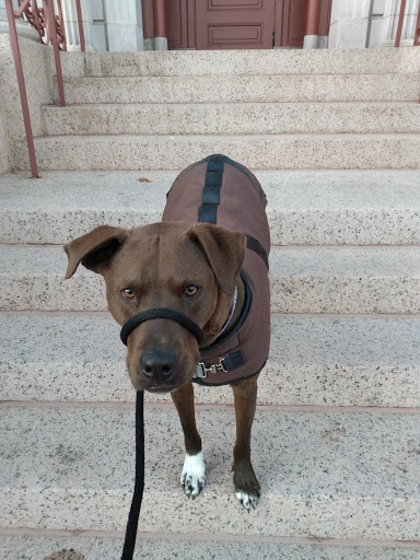 Museum «Colorado Springs Pioneers Museum», reviews and photos, 215 S Tejon St, Colorado Springs, CO 80903, USA