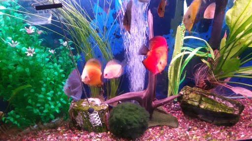 Pet Store «Birds & Beasts Pet Shop», reviews and photos, 35 Berkshire Dr # 18, Crystal Lake, IL 60014, USA