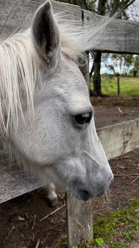 Reviews of Waikato Equestrian Centre in Hamilton - School