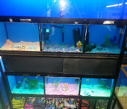 Acuario Piscis de Baja California photo