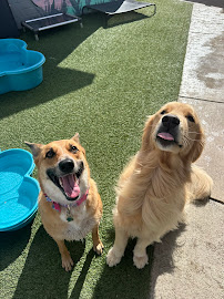 Down to Earth Dogs - Photo 6 - Car repair in San Diego, CA, San Diego