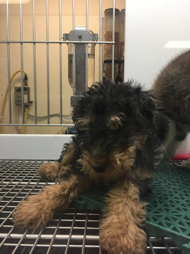 Pet Store «Petland Las Vegas», reviews and photos, 8800 W Charleston Blvd #3, Las Vegas, NV 89145, USA