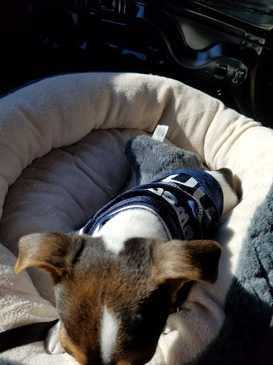 Pet Supply Store «Pet Club Chandler», reviews and photos, 3165 S Alma School Rd, Chandler, AZ 85248, USA