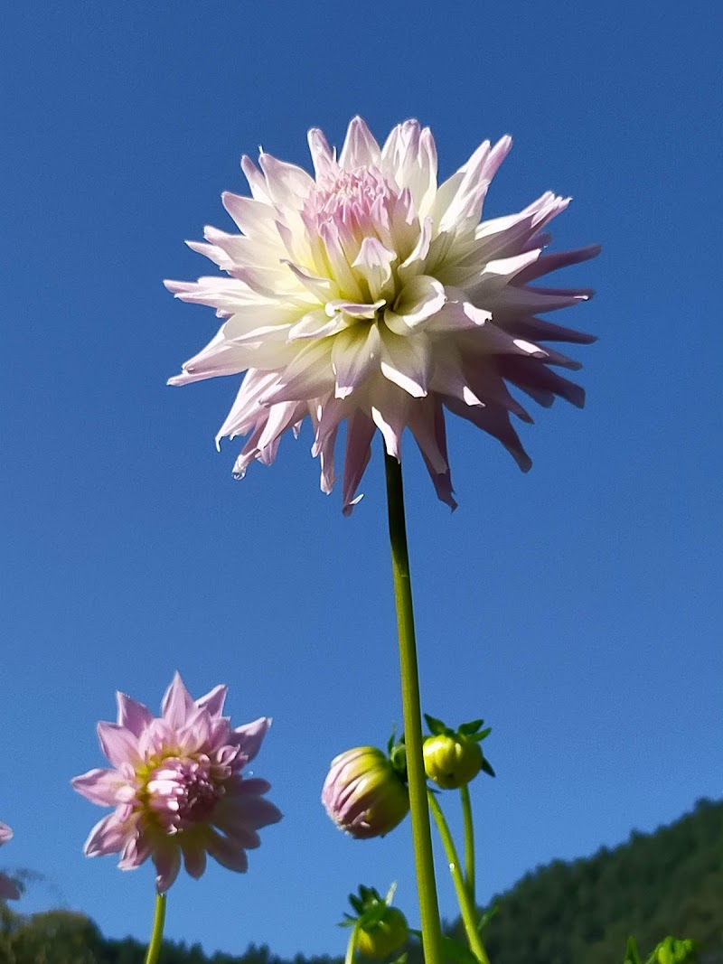 両神山麓 花の郷 ダリア園 埼玉県小鹿野町両神薄 観光名所 公園 グルコミ