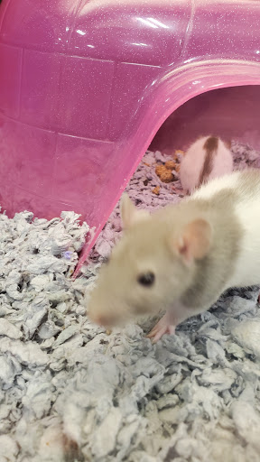 Pet Supply Store «PetSmart», reviews and photos, 637 Woodbury Glassboro Rd, Sewell, NJ 08080, USA