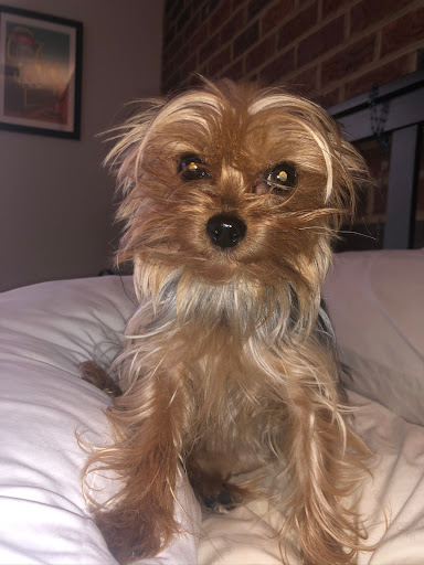 Pet Store «Just Puppies Inc», reviews and photos, 1028 York Rd, Towson, MD 21204, USA