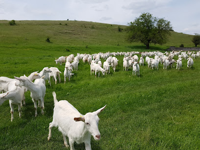 Асоциация за развъждане на млечните породи кози