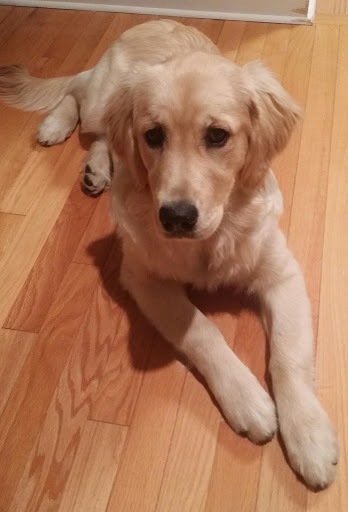 Pet Supply Store «Dogology», reviews and photos, 166 Albany Turnpike, Canton, CT 06019, USA