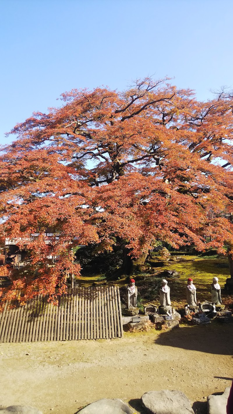 西善寺のコミネカエデ