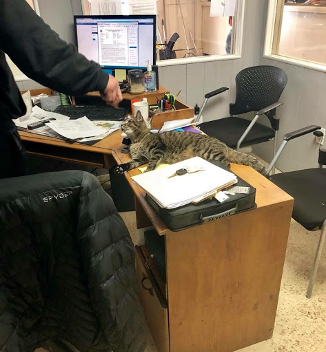 Used Car Dealer «Towpath Motors», reviews and photos, 4637 State Rd, Peninsula, OH 44264, USA