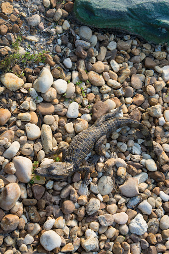 Miniature Golf Course «Golf N Gator», reviews and photos, 6355 N Atlantic Ave, Cape Canaveral, FL 32920, USA