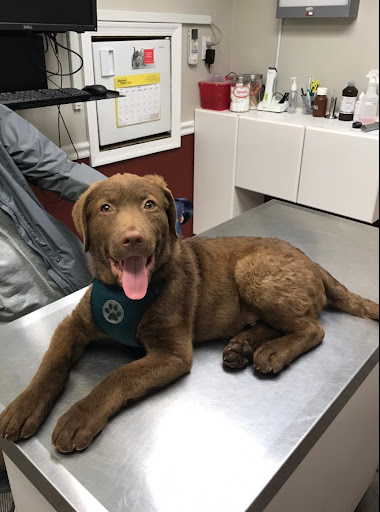 Lyons Veterinary Hospital image