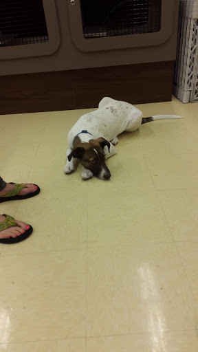 Pet Supply Store «Petco Animal Supplies», reviews and photos, 8404 Eager Rd b, Brentwood, MO 63144, USA