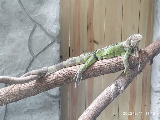 Zoo «Croc Encounters», reviews and photos, 8703 Bowles Rd, Tampa, FL 33637, USA