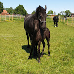 Photo n°5 de l'avis de Jennifer.o fait le 31/07/2019 à 00:17 sur le  Ferienhof Frieslandstern - Ute Eden e.Kfr. à Wangerland