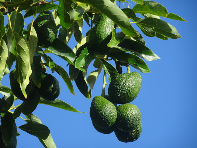 Avobox Avocado Delivery - Avo Boxes, Regular Subscriptions, Gifts, Orchard and Grower Direct - Tauranga