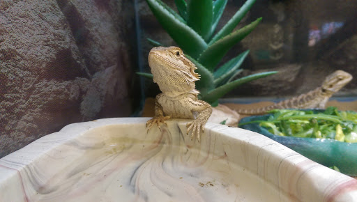 Pet Supply Store «Petco Animal Supplies», reviews and photos, 230 S Virginia St #880, Crystal Lake, IL 60014, USA