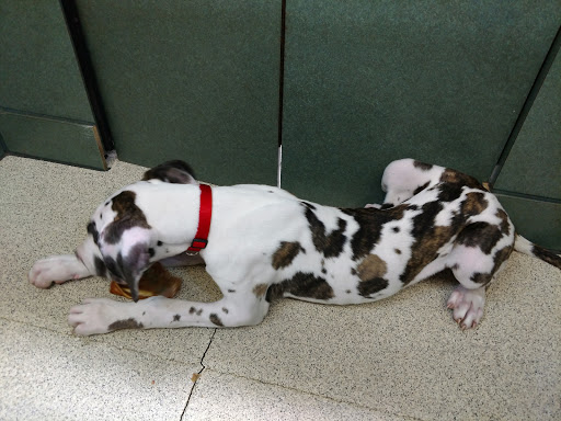 Pet Store «Petland Montgomery», reviews and photos, 7127 Eastchase Pkwy, Montgomery, AL 36117, USA