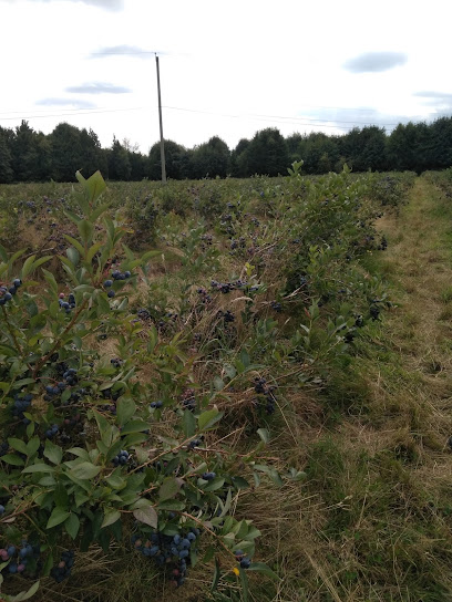 Haslam Creek Berry Farm-certified organic blueberry