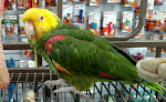 Best Parrot Shops In Hartford Near You