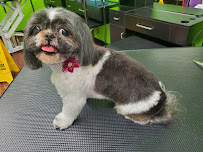 Fluffy Pawz Pet Center - Photo 3 - Car repair in Bartlett, TN, Memphis