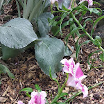 Photo n° 3 de l'avis de Christine.i fait le 16/07/2020 à 15:10 pour Jardin Georges Delaselle à Île-de-Batz