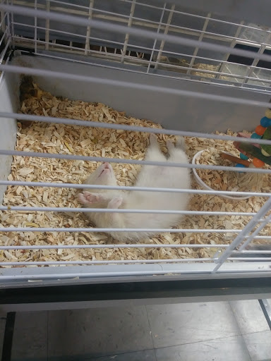 Pet Store «Island Pet Shop», reviews and photos, 55 Goodwin Dr # 102, Merritt Island, FL 32952, USA