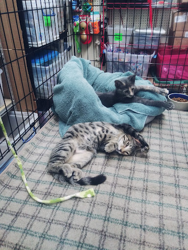 Pet Groomer «The Wagging Tail Pet Nutrition Center», reviews and photos, 337 U.S. 9, Cape May, NJ 08204, USA