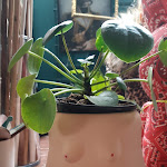 Photo n°1 de l'avis de Annarita.u fait le 02/11/2021 à 16:29 sur le  Frangipane Garden Restaurant à San Benedetto del Tronto