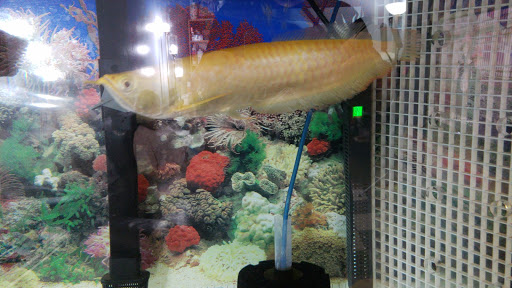 Tropical Fish Store «KHC Aquarium», reviews and photos, 150-1 Northern Blvd, Flushing, NY 11354, USA