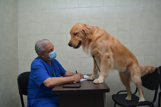 Veterinary clinics in Bucaramanga