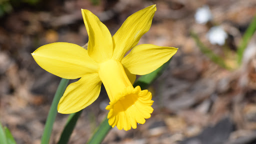 Golf Club «Muirfield Village Golf Club», reviews and photos, 5750 Memorial Dr, Dublin, OH 43017, USA