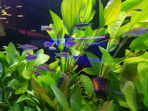 Aquarium Shop «Total Fish & Pets», reviews and photos, 137 Valley Blvd, Alhambra, CA 91801, USA