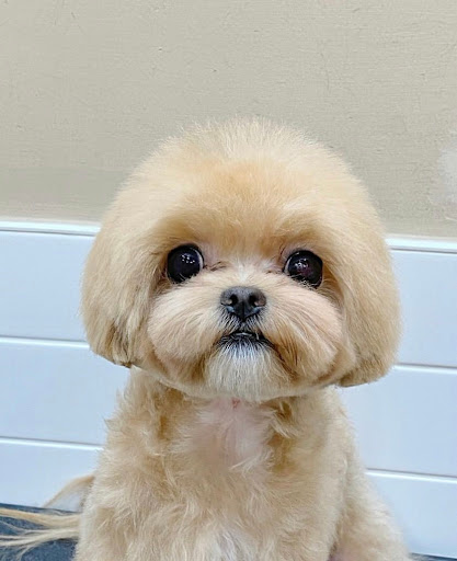 teacup puppy boutique