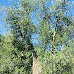 Photo n°8 de l'avis de Deborah.o fait le 01/03/2020 à 22:32 sur le  Hotel Palme Gemelle à Vieste