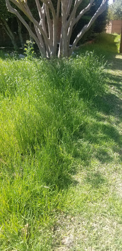 Park «Preston Meadow Park», reviews and photos, 4243 Lorimar Dr, Plano, TX 75093, USA