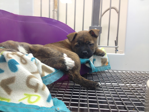 Pet Store «Petland», reviews and photos, 2123 Old Hudson Rd, St Paul, MN 55119, USA