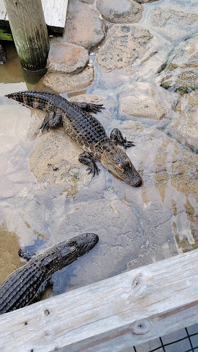 Miniature Golf Course «Congo River Golf», reviews and photos, 20060 US-19, Clearwater, FL 33764, USA