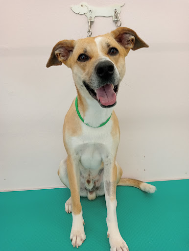 Pensioni per cani e dog hotel a Jenny Glamour Dog