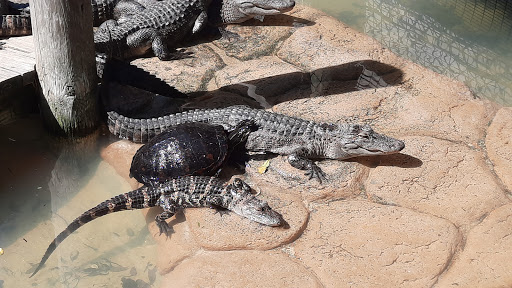 Miniature Golf Course «Congo River Golf», reviews and photos, 20060 US-19, Clearwater, FL 33764, USA