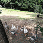 Photo n°3 de l'avis de xvitax. fait le 31/08/2019 à 12:27 sur le  Fumaiolo Paradise Ristorante Pizzeria Hotel à Verghereto