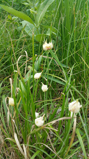 Nature Preserve «Rudy Kraemer Nature Preserve», reviews and photos, 12799 Chowen Ave S, Burnsville, MN 55337, USA