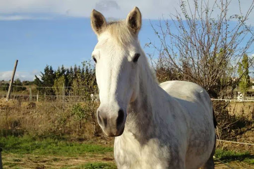 Creissan Equitation à Creissan, Hérault