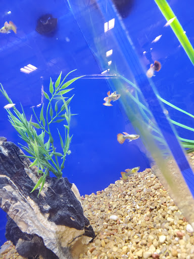 Pet Supply Store «PetSmart», reviews and photos, 1040 Cross Creek Dr, Saltillo, MS 38866, USA