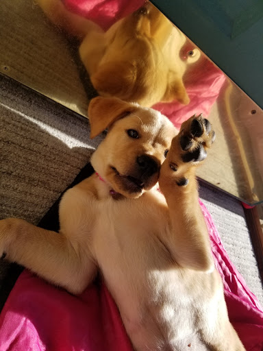 Pet Supply Store «Petco Animal Supplies», reviews and photos, 8010 Wedgewood Ln N, Maple Grove, MN 55369, USA